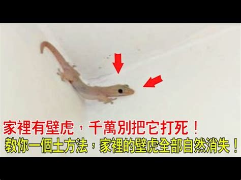 看見壁虎代表|在風水學中：家裡進壁虎是什麼寓意？4種預兆要「小心」了